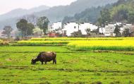 [河南旅游策劃]業(yè)界人士聚焦鄉(xiāng)村旅游 企業(yè)投資貴在多方共贏